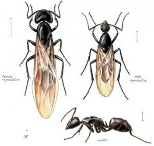 Naperville Carpenter Ants